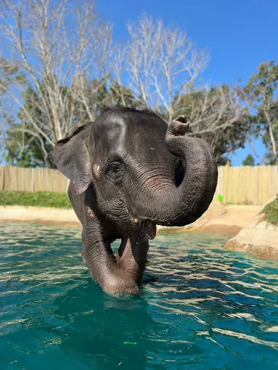 Пхукет: заповедник слонов Elephant Care – кормление и уход