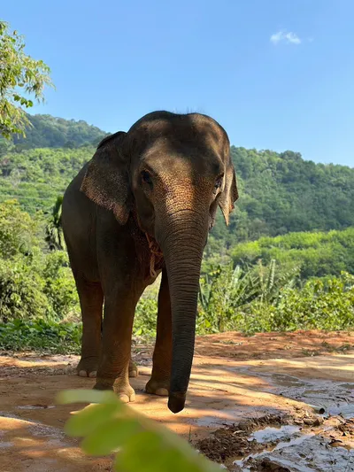 Пхукет: заповедник слонов Elephant Care – кормление и уход