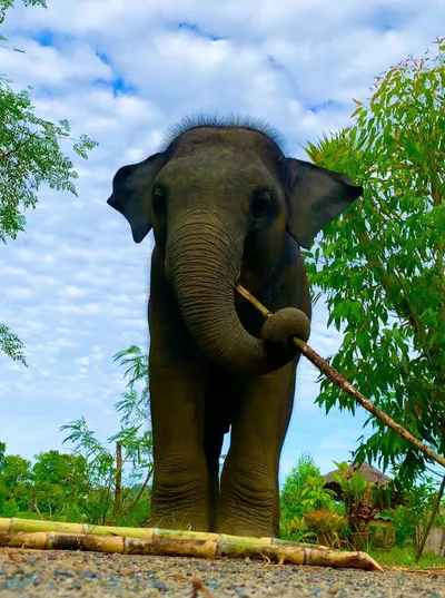 Пхукет: заповедник слонов Elephant Care – кормление и уход